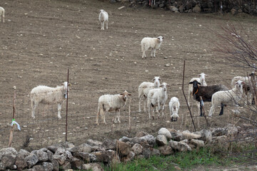 Obraz na płótnie Canvas Grazing sheep on Sicilian hills.