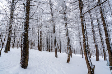 Snowy winter forest, south korea. 눈 덮인 겨울 숲, 전나무.