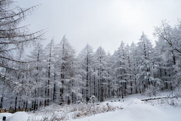 Snowy winter forest, south korea. 눈 덮인 겨울 숲, 전나무.