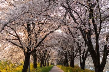 The scenery of the cherry blossom trail. 벚꽃이 활짝 핀 산책로의 풍경