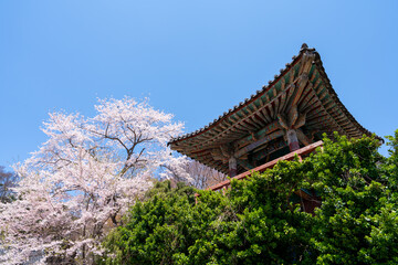 Naklejka premium Cherry Blossoms at Gaesimsa Temple. 개심사 벚꽃