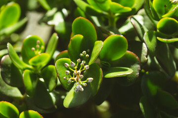 Spikeless cactus green leaves background with cactus flower.