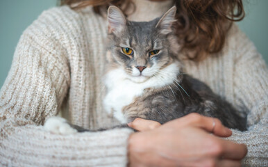 Beautiful fluffy gray cat pet with yellow eyes sitting in the arms of the owner girl