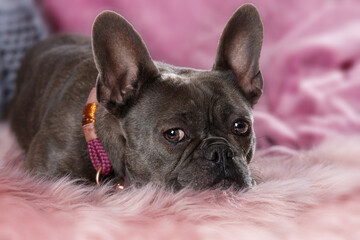 French bulldog lying on a couch