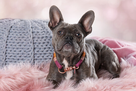 French bulldog lying on a couch