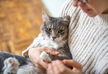 Beautiful fluffy gray cat pet with yellow eyes sitting in the arms of the owner girl