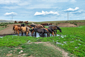 Fototapeta na wymiar a herd of horses at a watering hole