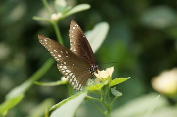 butterfly on a flower
