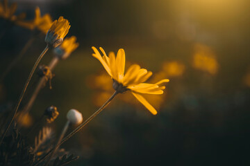 Close up shot of vibrant colored daisy flowers over sunset. View of a yellow daisy flower in autumn.