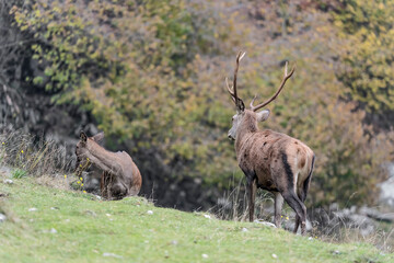 Deer male with female at the edge of the woodland (Cervus elaphus)