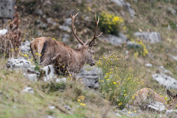 Deer male follows female in rutting season (Cervus elaphus)