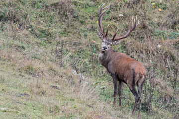 Majestic deer male in the wild (Cervus elaphus)