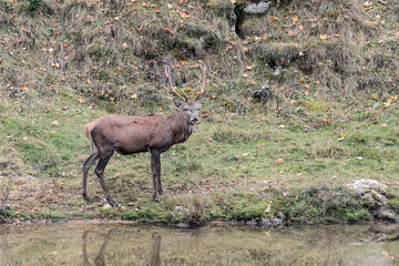 Red deer male near a pond (Cervus elaphus)