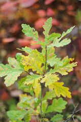 Young oak tree in autumn forest, colorful background with selective focus