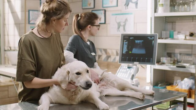 Female vet doing ultrasound scan on golden retriever dog and talking to owner during health examination in veterinary clinic