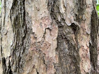 Baumrinde als grafisches Element