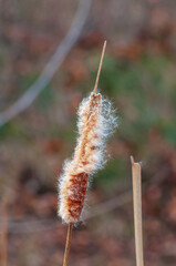 Fluffy cattail close-up with selective focus. Wild vegetation of rivers and lakes