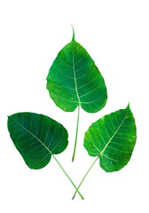 Isolated Ficus Religiosa leaf with clipping paths.