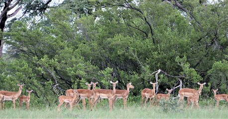 impala in the forest