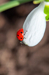 A red ladybug is crawling on a white snowdrop petal. Insects in nature close-up with selective focus