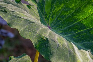 Colocasia is aquatic plants with green leaf close up,Ornamental plant in a garden, green plants leaf, Rain forest plants