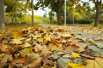 Yellowed autumn leaves in park, selective focus