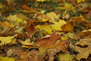 Yellowed autumn leaves lying on grass, selective focus