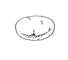 Potato ripe vegetable. Edible vegetable fruit. Hand drawing outline. Sketch isolated on a white background. Vector