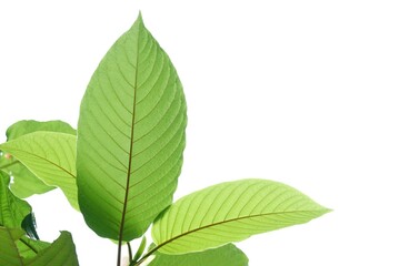 Fototapeta premium A branch of Kratom leaves with sunlight on white isolated background for green foliage backdrop 