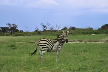 Fototapeta na wymiar zebra in savanna