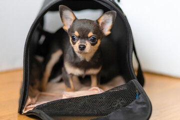 small purebred Chihuahua puppy in a carrier for animals. transportation, adoption, visit a pet to...