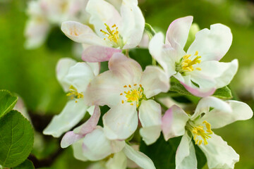 apple spring natural background, pink blossom tree in green garden. Blooming buds on the branches on tree