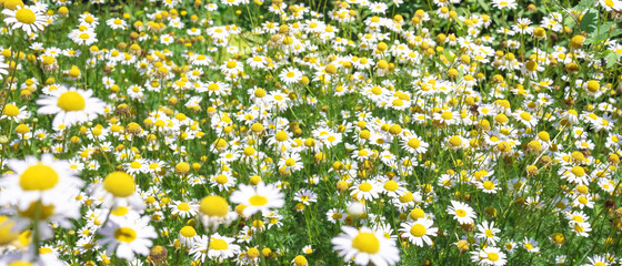 Banner with Chamomile flowers Field. Beautiful nature scene with blooming medical roman chamomiles. Nature spring blossom, Summer daisy background. Alternative medicine, phytotherapy, herbal garden.