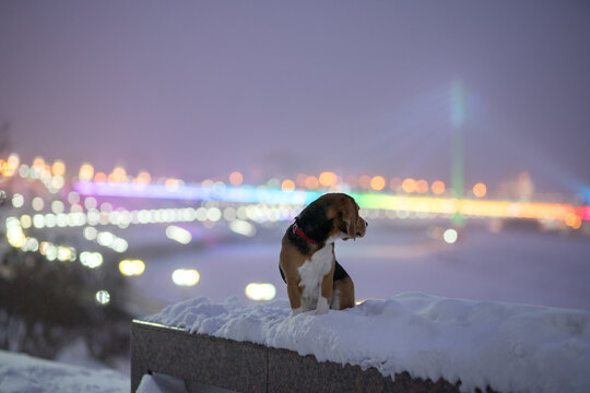 Beagle dog in the night city
