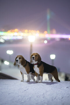 Two beagle dogs
