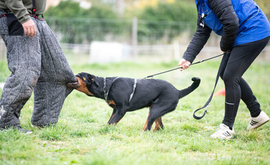 training of puppy rottweiler
