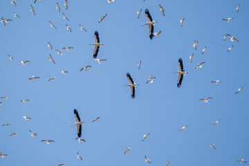 flock of birds