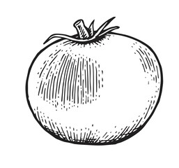 Ripe tomato. Beautiful vegetable in vintage engraving style. Outline sketch. Hand drawing is isolated on a white background. Vector