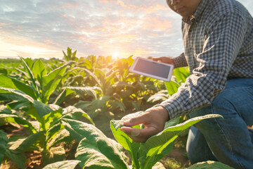 Farmers hands touch and select young tobacco leaves to collect information utilize the core data network in the Internet from tablet to validate for the development of crops.agriculture plantation