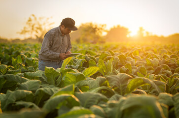 Farmers hands select young tobacco leaves to collect information utilize the core data in the Internet from tablet to validate for the development of crops.agriculture plantation
