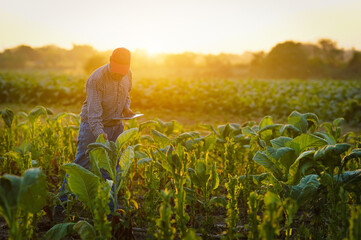 Fototapeta premium Farmers hands select young tobacco leaves to collect information utilize the core data in the Internet from tablet to validate for the development of crops.agriculture plantation