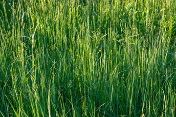 green grass lush field filled frame summer background wallpaper