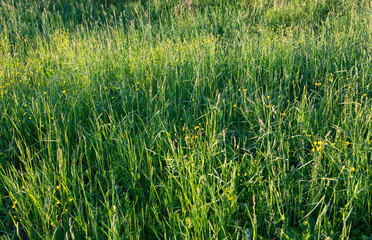 green grass lush field filled frame summer background wallpaper