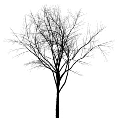 silhouette of a tree illustration, tree silhouette isolated on white.