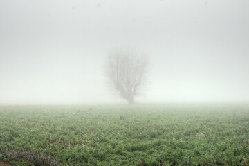 Weidenbaum im Nebel