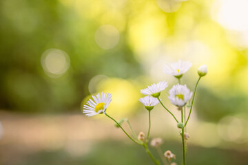 Obraz na płótnie Canvas Closeup of daisy flowers on natural background, artistic nature closeup. Spring summer floral scenic. Dream vintage blurred meadow in forest field, amazing nature, blooming flowers. Happy bright flora