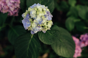 Close-up of blue gradient hydrangea flowers on a bush with leaves. Daylight, front view, copy space