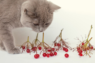 young british shorthair cat sniffing twigs with berries, funny gray kitten closeup