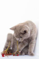 young british shorthair cat playing with berry's twigs, funny gray kitten closeup, copy space