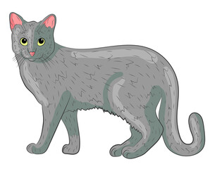 Realistic gray cat. vector illustration